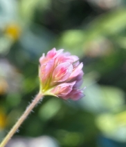 Trifolium bifidum var. bifidum
