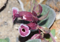 Mimulus mohavensis