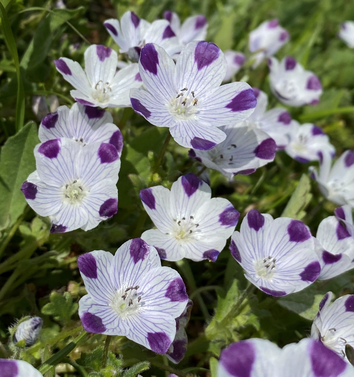 Nemophila maculata