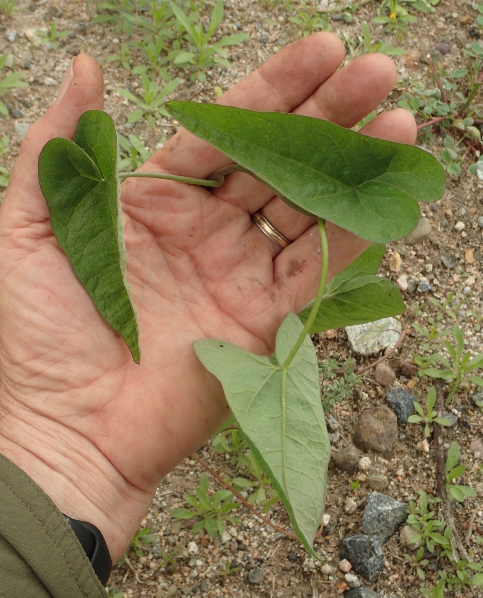 Calystegia sepium ssp. limnophila
