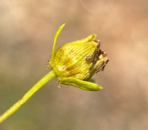 Coreopsis stillmanii