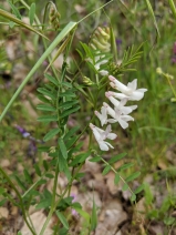 Vicia villosa ssp. varia