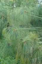 Cyperus papyrus