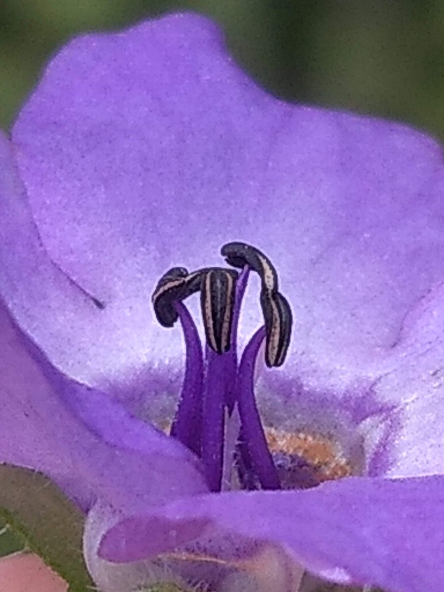 Pholistoma auritum