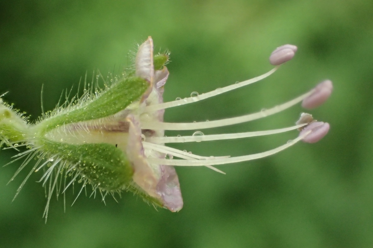 Phacelia ramosissima