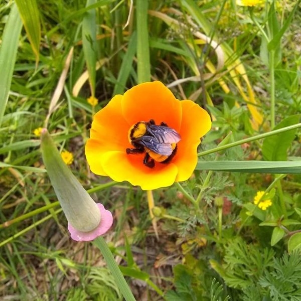 Eschscholzia californica