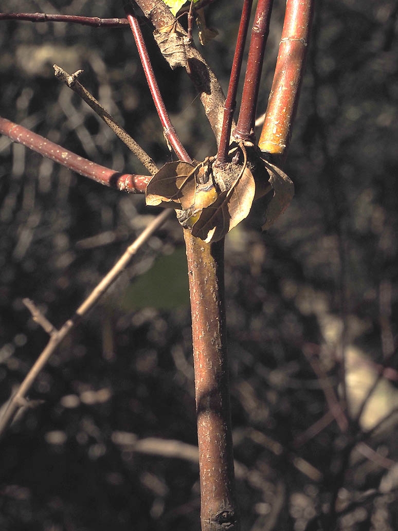Cornus sericea ssp. occidentalis