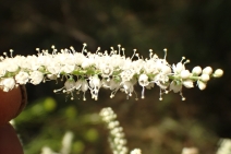 Tamarix aphylla