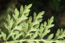 Ambrosia confertiflora