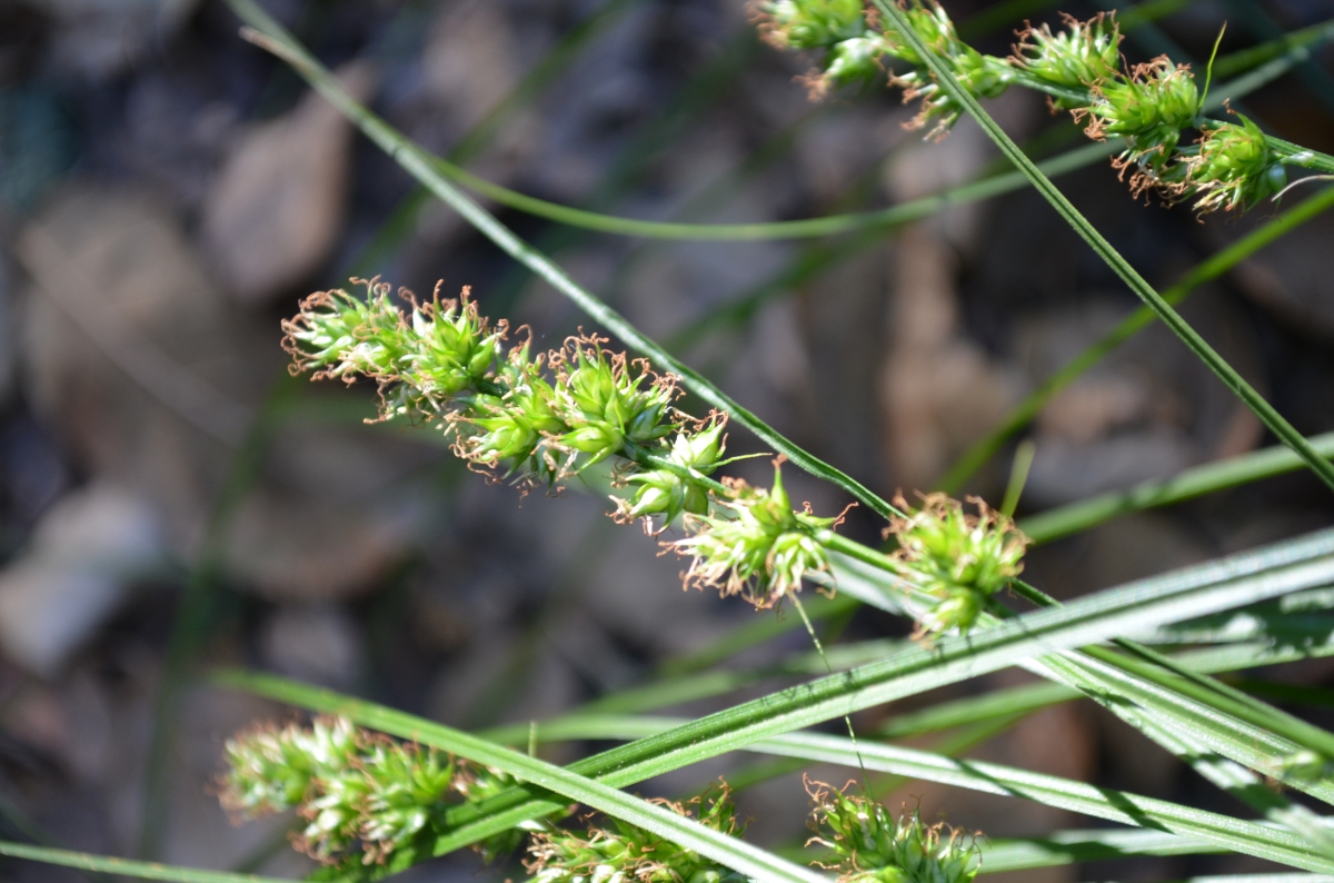 Carex divulsa ssp. divulsa
