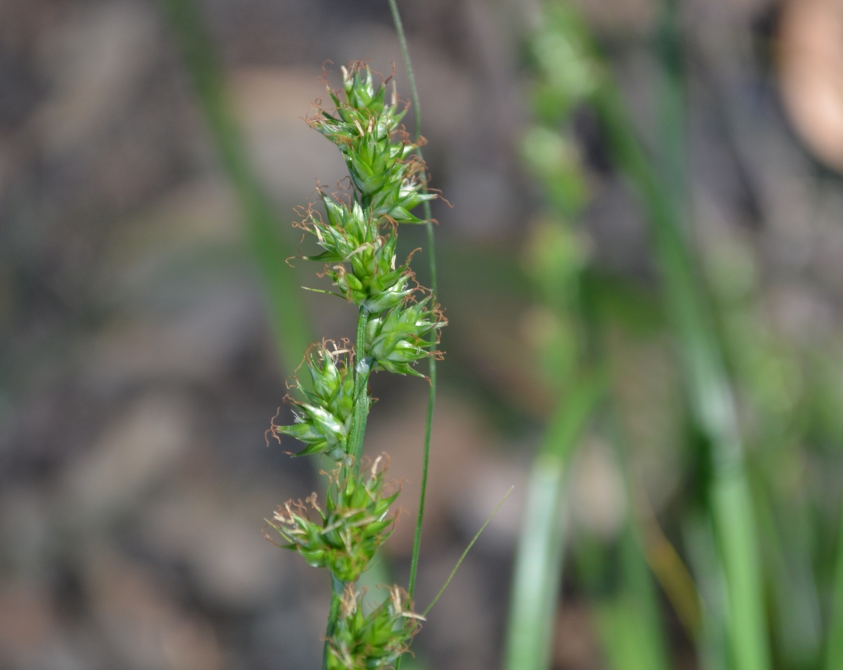 Carex divulsa ssp. divulsa