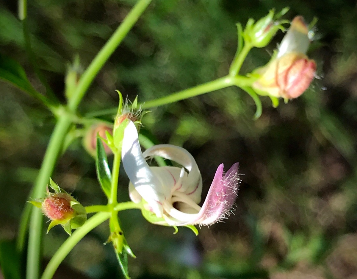Keckiella breviflora