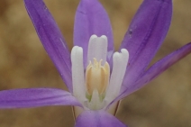 Brodiaea terrestris ssp. kernensis