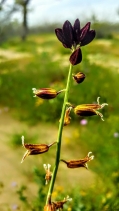 Streptanthus parryi