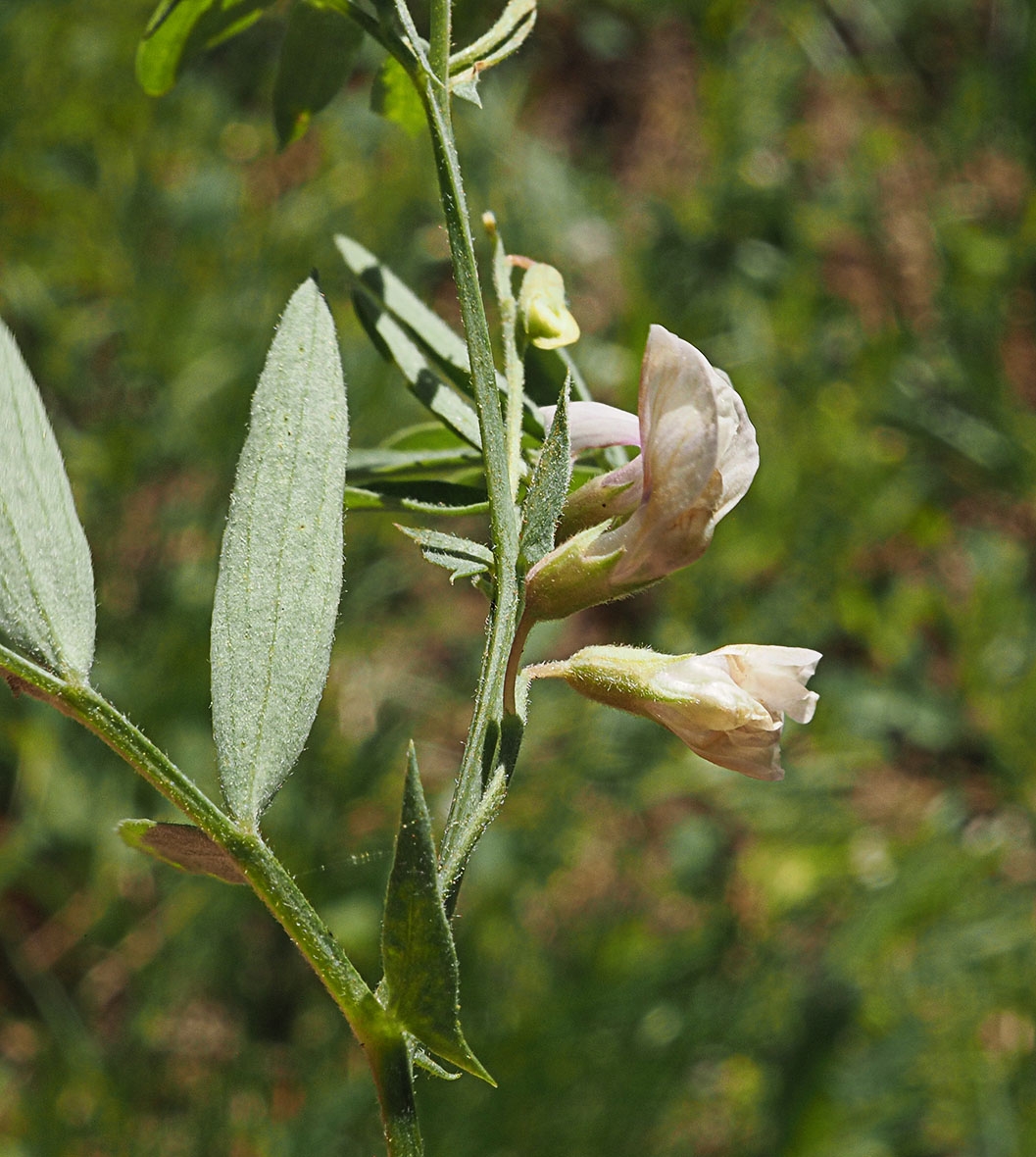 Lathyrus lanszwertii var. aridus