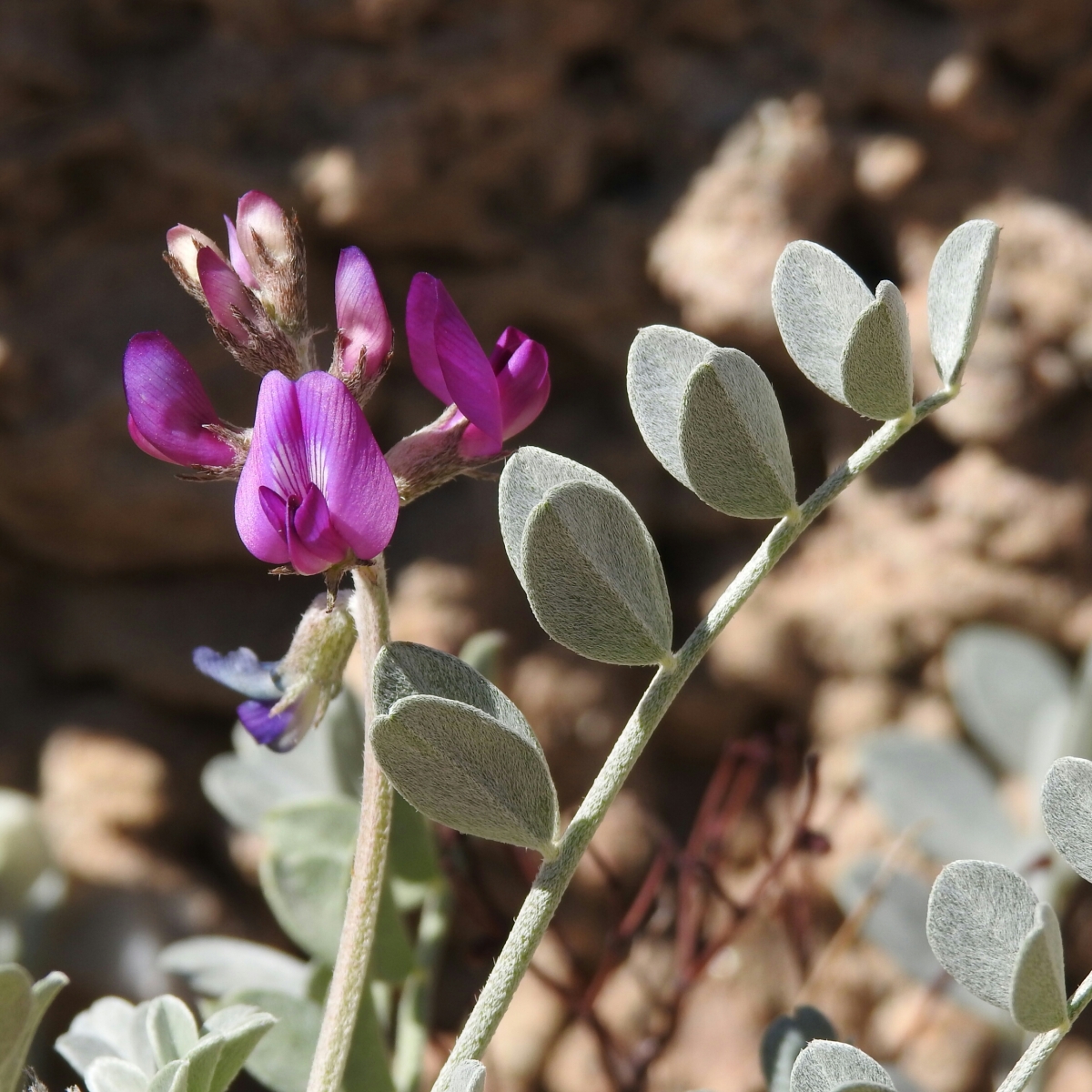Astragalus mohavensis