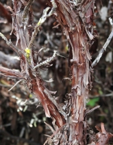 Arctostaphylos tomentosa ssp. daciticola