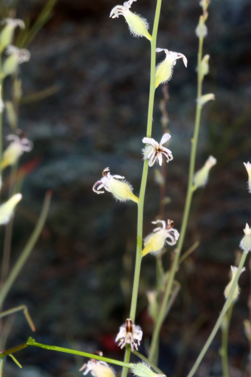 Streptanthus barbiger