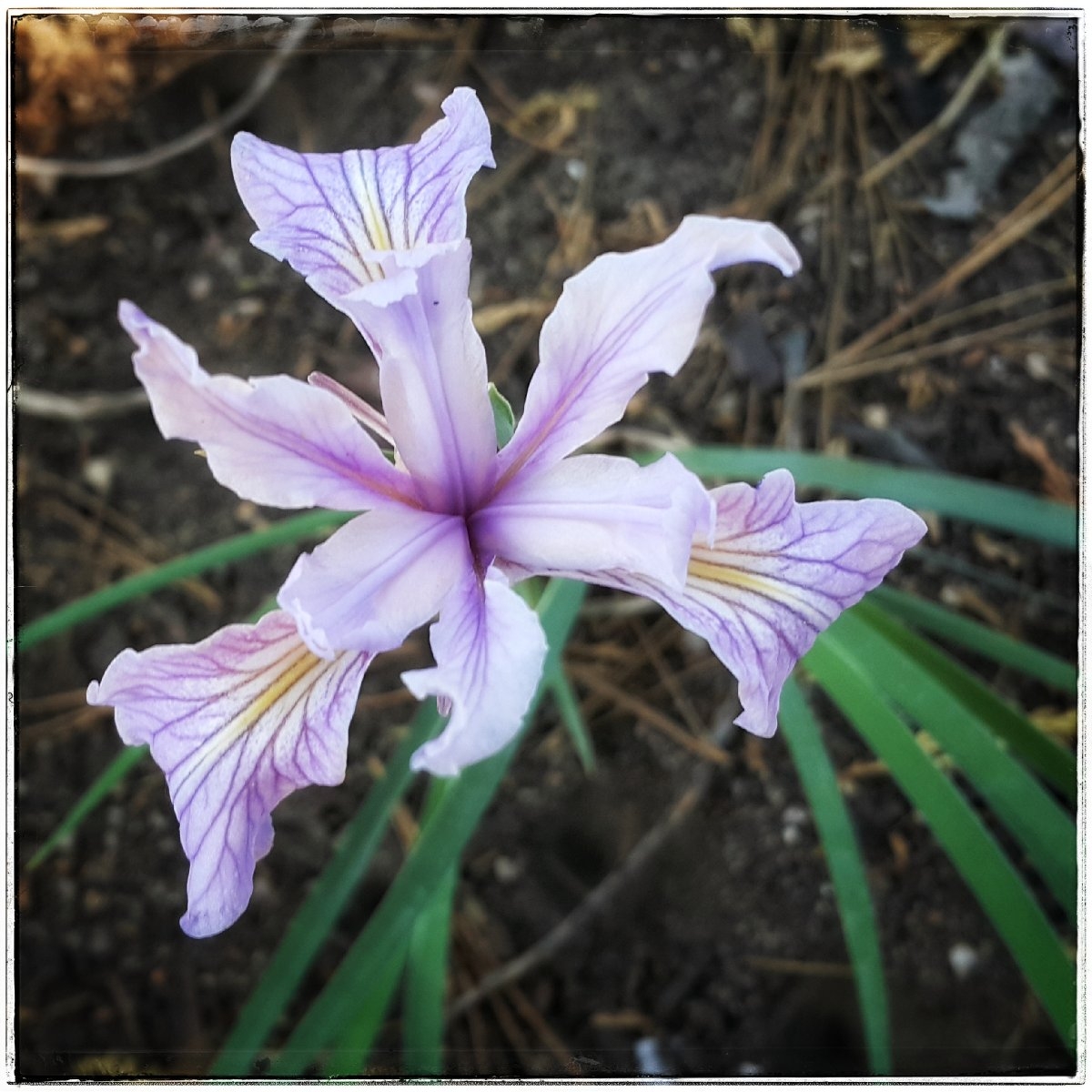 Iris hartwegii ssp. australis