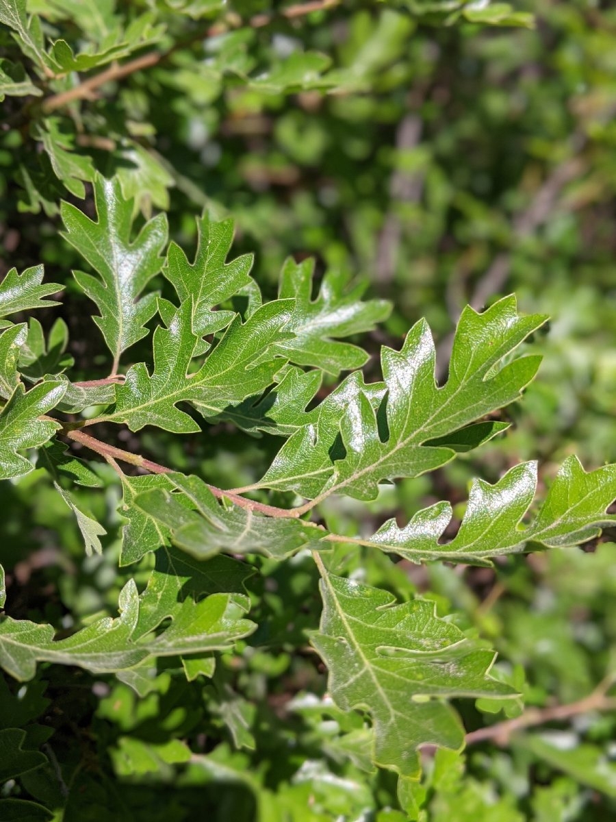 Quercus garryana var. breweri
