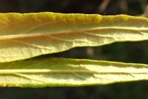 Mimulus aurantiacus ssp. australis
