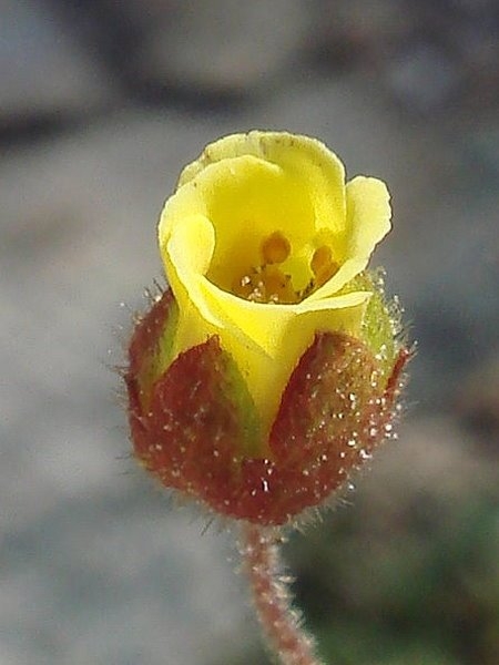 Drymocallis cuneifolia var. ewanii
