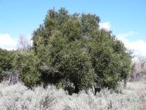 Quercus agrifolia var. oxyadenia