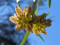 Fritillaria affinis var. affinis