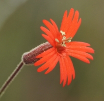 Silene laciniata ssp. major