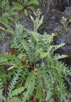 Cirsium fontinale var. obispoense