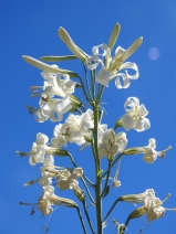 Lilium washingtonianum