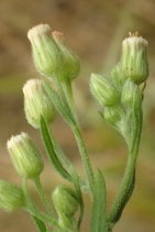 Conyza floribunda