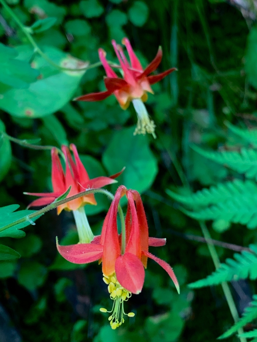 Aquilegia formosa