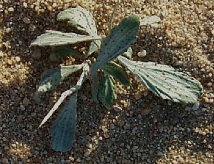 Psorothamnus spinosus