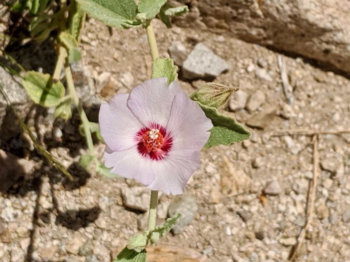 Hibiscus denudatus