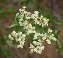Sambucus nigra var. caerulea