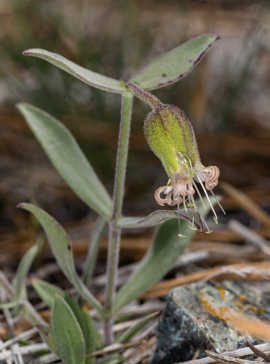 Silene campanulata ssp. campanulata