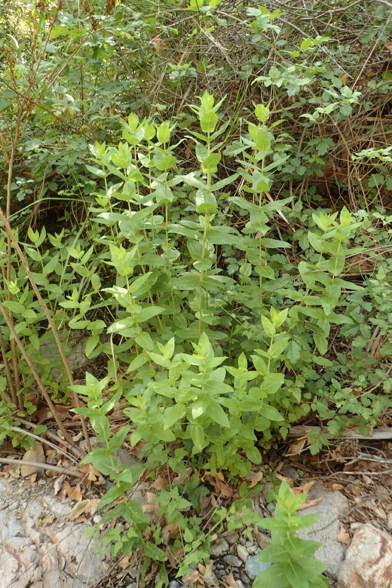 Pycnanthemum californicum
