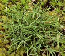 Muhlenbergia filiformis