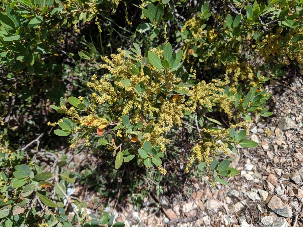 Quercus vacciniifolia