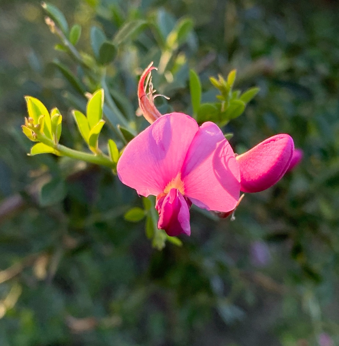 Pickeringia montana