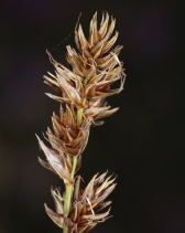 Carex praegracilis