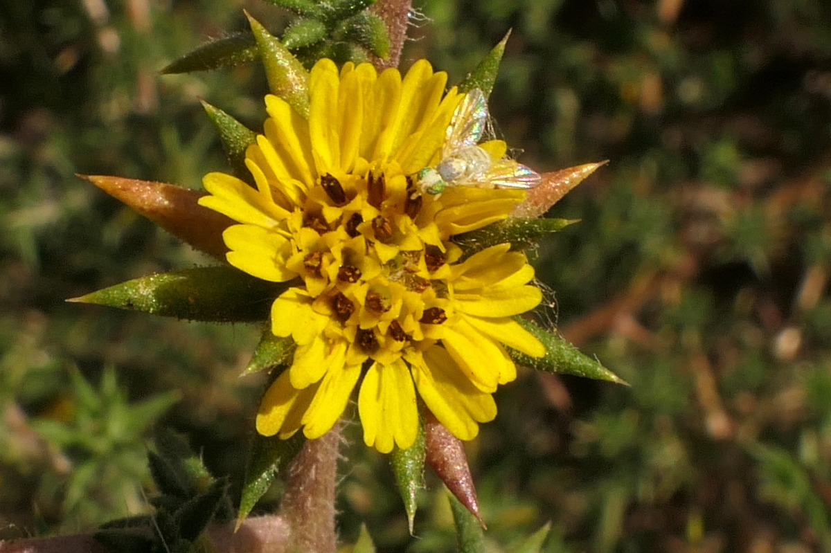 Centromadia parryi ssp. australis
