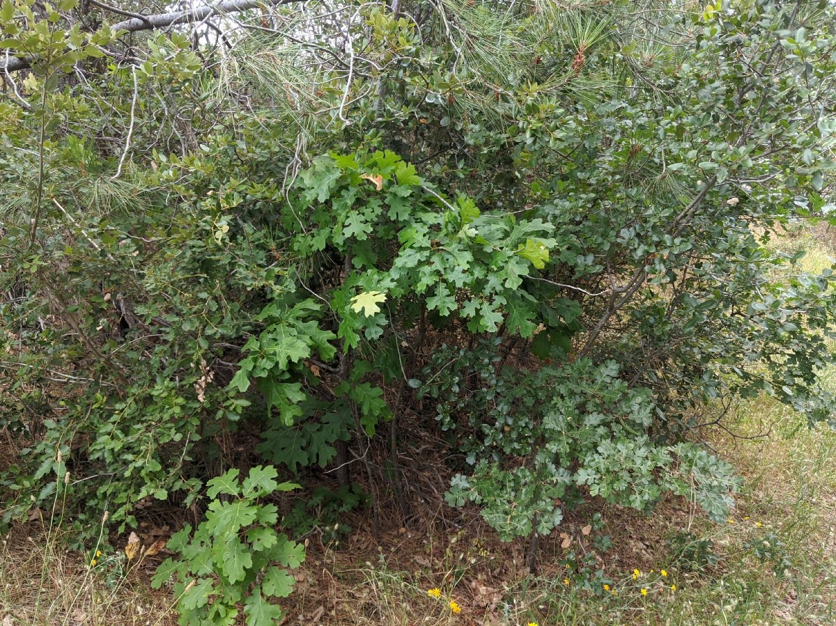 Quercus garryana