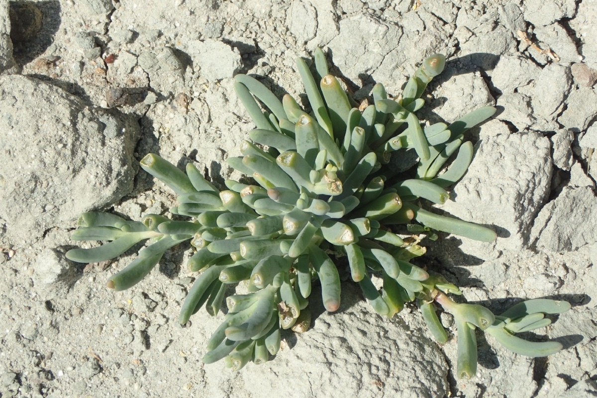 Malephora crocea