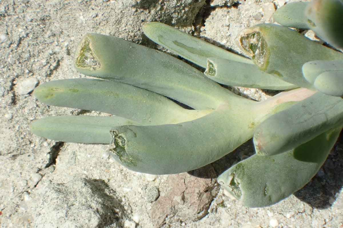 Malephora crocea