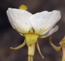 Camissonia claviformis