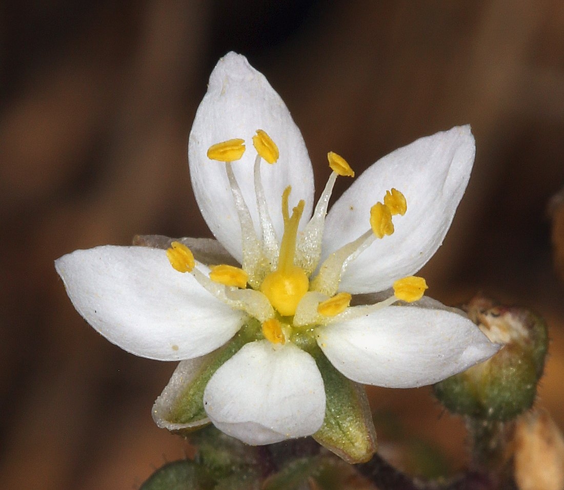 Spergularia macrotheca var. longistyla
