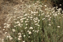 Eriogonum fasciculatum var. polifolium