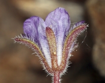 Phacelia austromontana